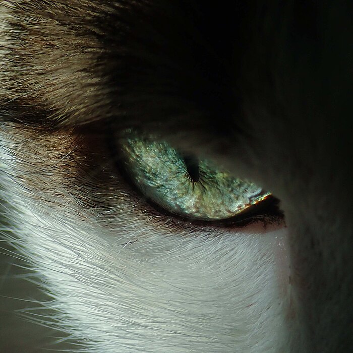 Close up einer Katze